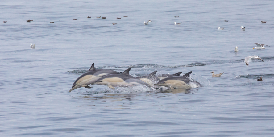 Dauphins en groupe en train de nager